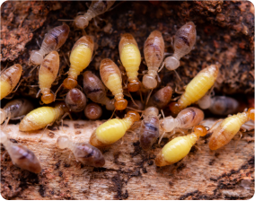 Termite Treatments